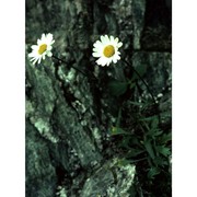 leucanthemum coronopifolium vill.