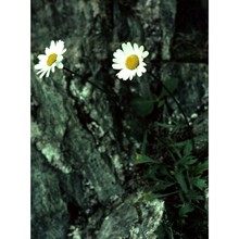 leucanthemum coronopifolium vill.