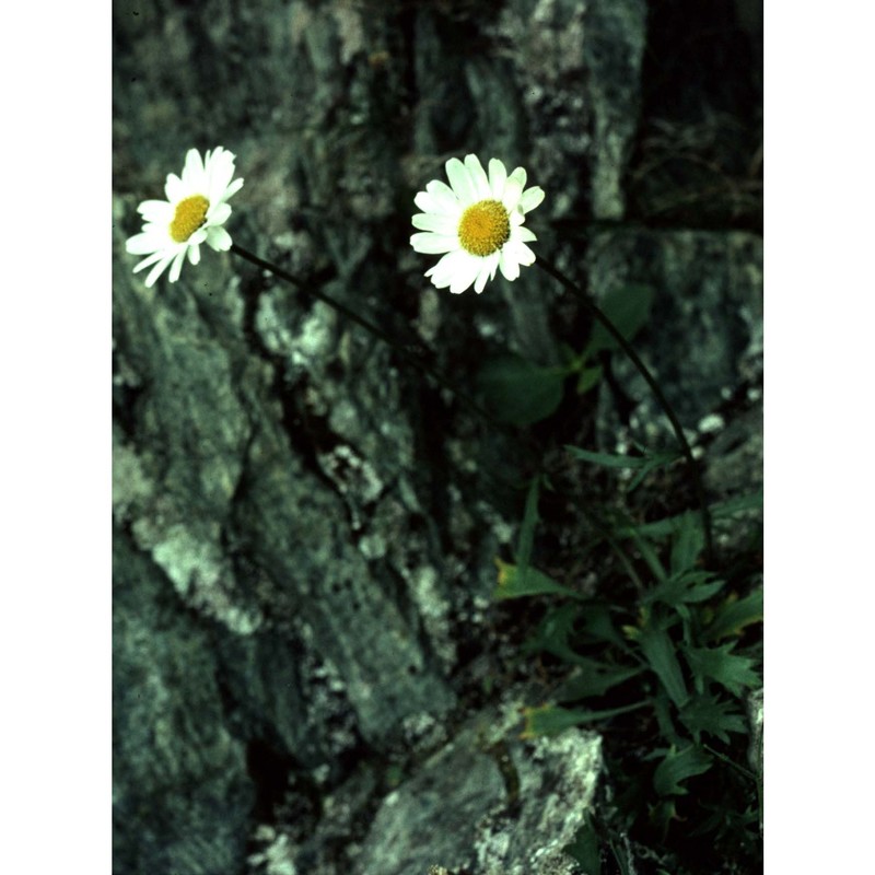 leucanthemum coronopifolium vill.