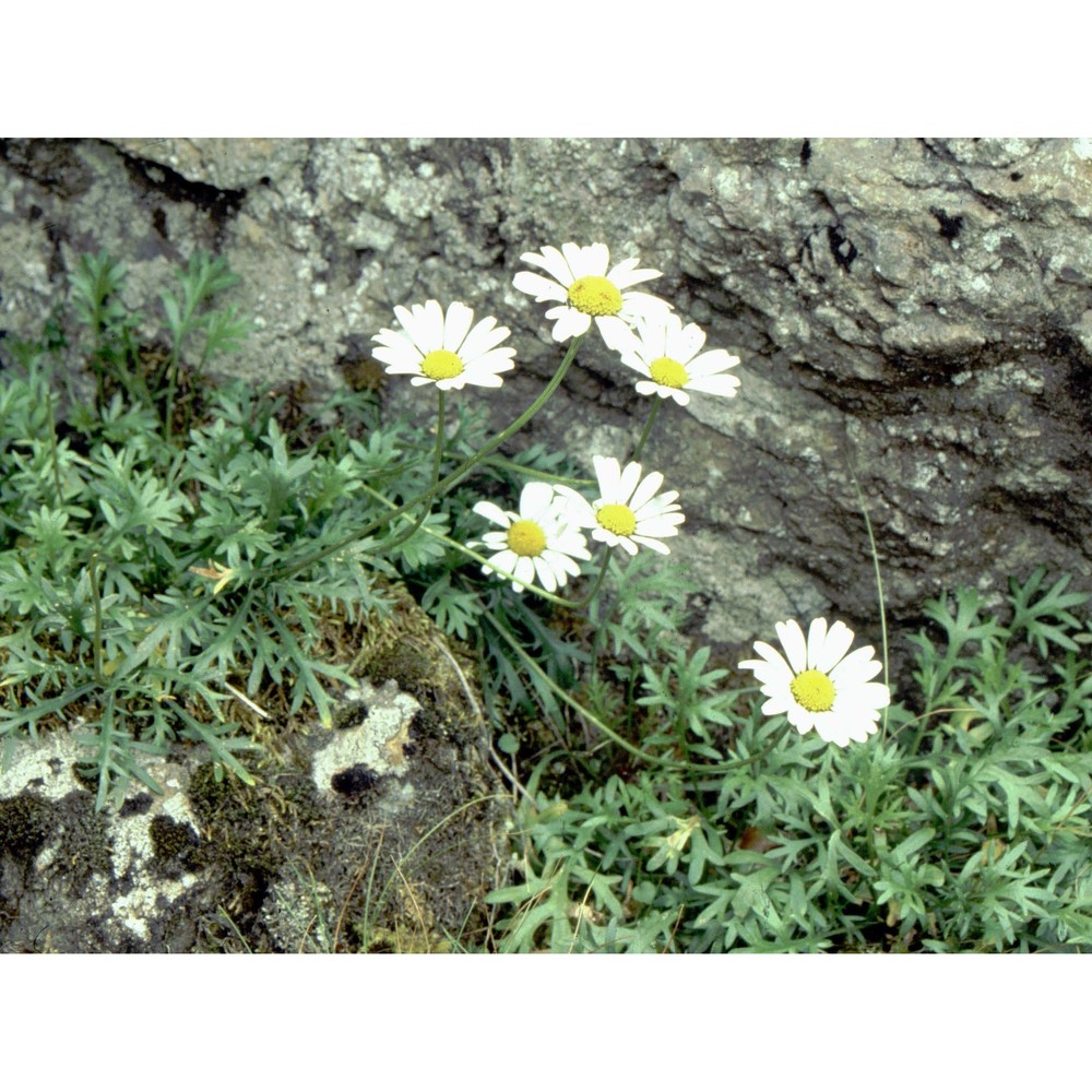 leucanthemum coronopifolium vill.