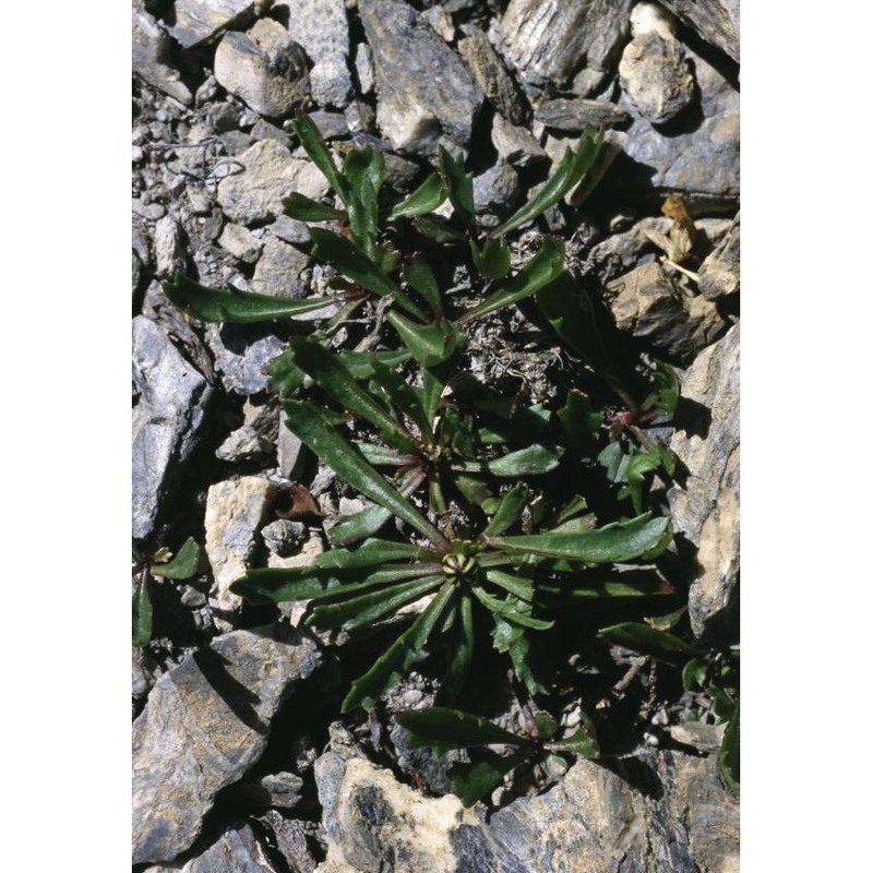 leucanthemum coronopifolium vill.