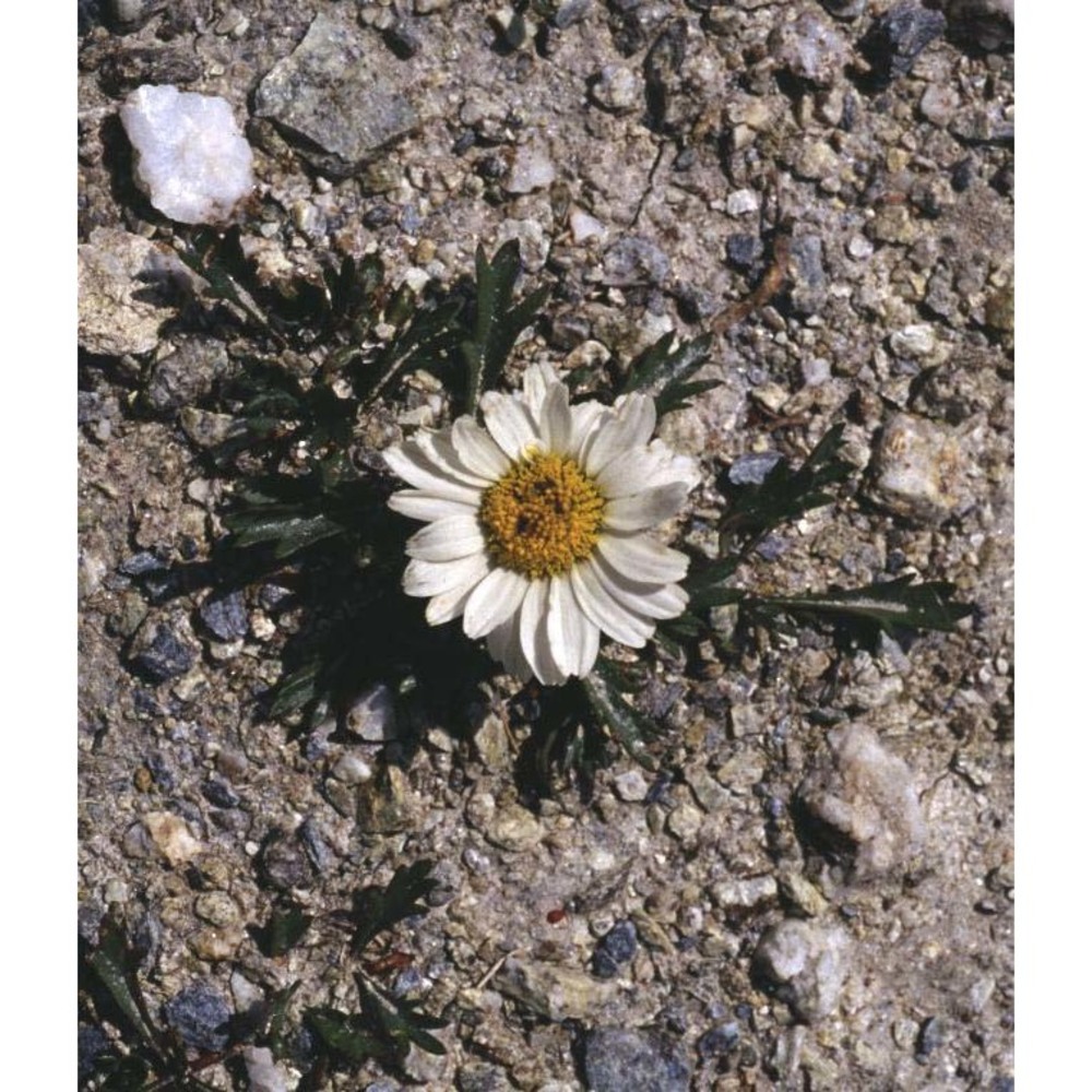 leucanthemum coronopifolium vill.