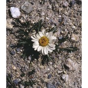 leucanthemum coronopifolium vill.