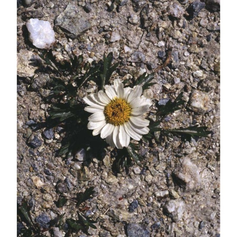 leucanthemum coronopifolium vill.
