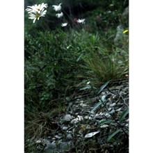leucanthemum glaucophyllum (briq. et cavill.) jahand.