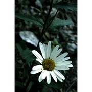 leucanthemum glaucophyllum (briq. et cavill.) jahand.