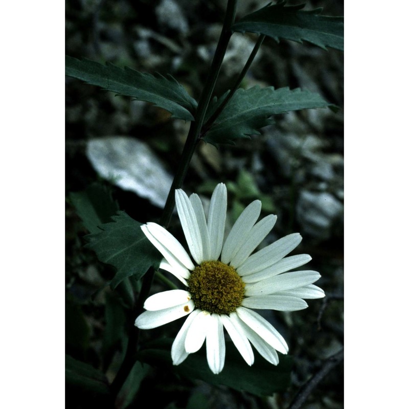 leucanthemum glaucophyllum (briq. et cavill.) jahand.