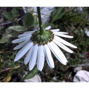 leucanthemum heterophyllum (willd.) dc.