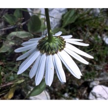 leucanthemum heterophyllum (willd.) dc.