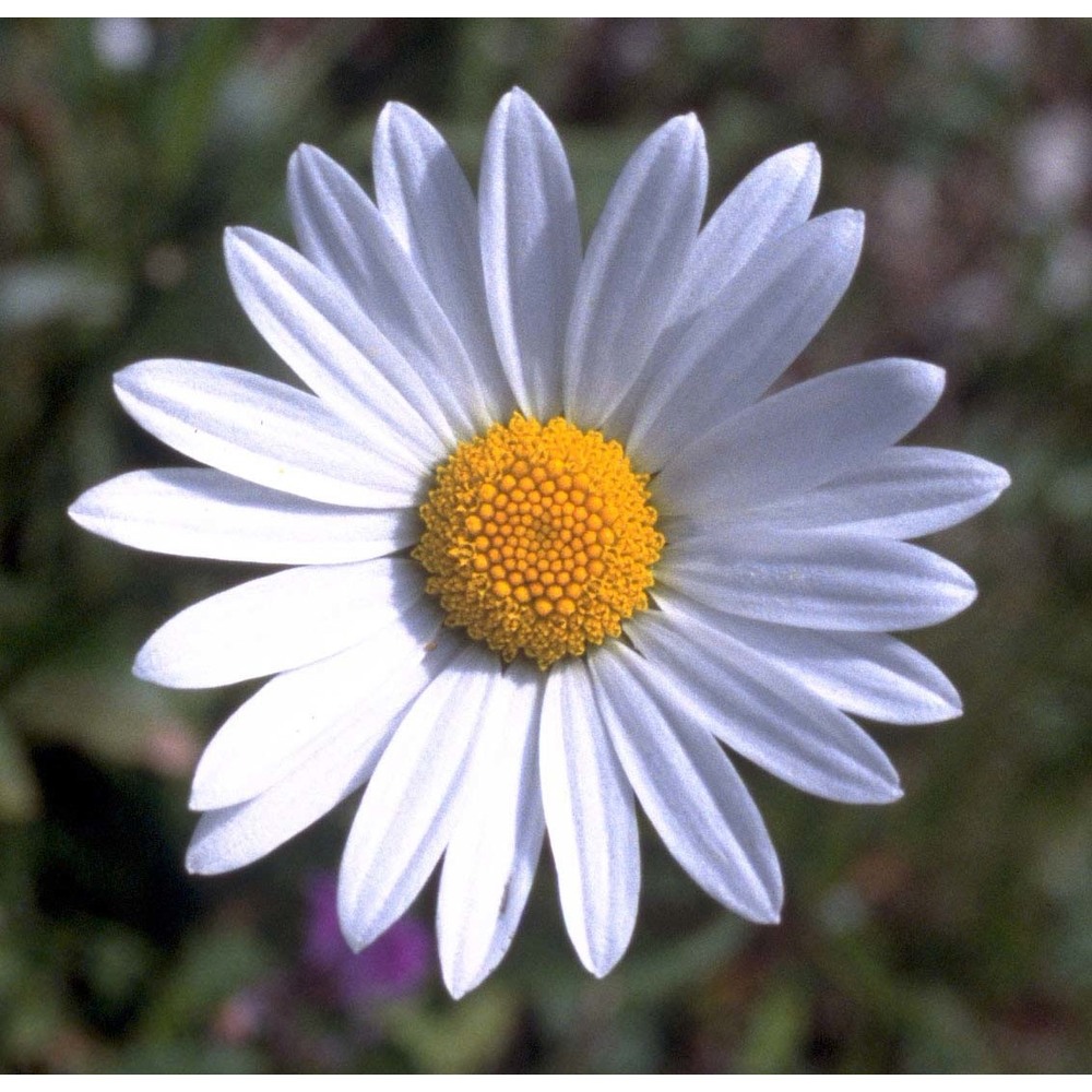 leucanthemum heterophyllum (willd.) dc.