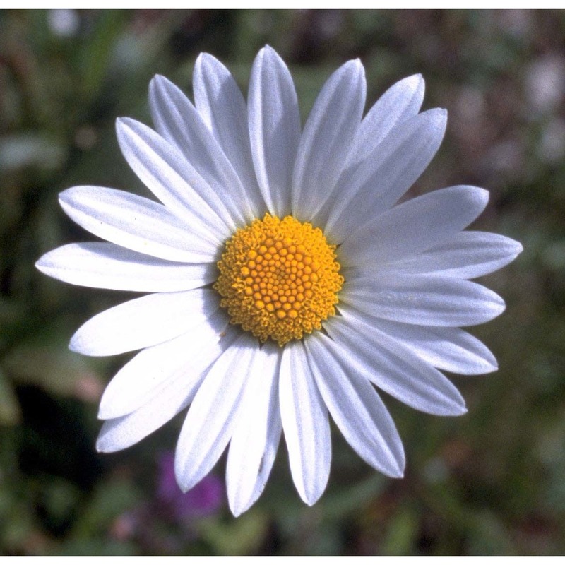 leucanthemum heterophyllum (willd.) dc.