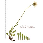 leucanthemum heterophyllum (willd.) dc.