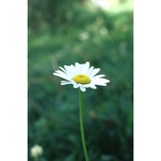 leucanthemum heterophyllum (willd.) dc.