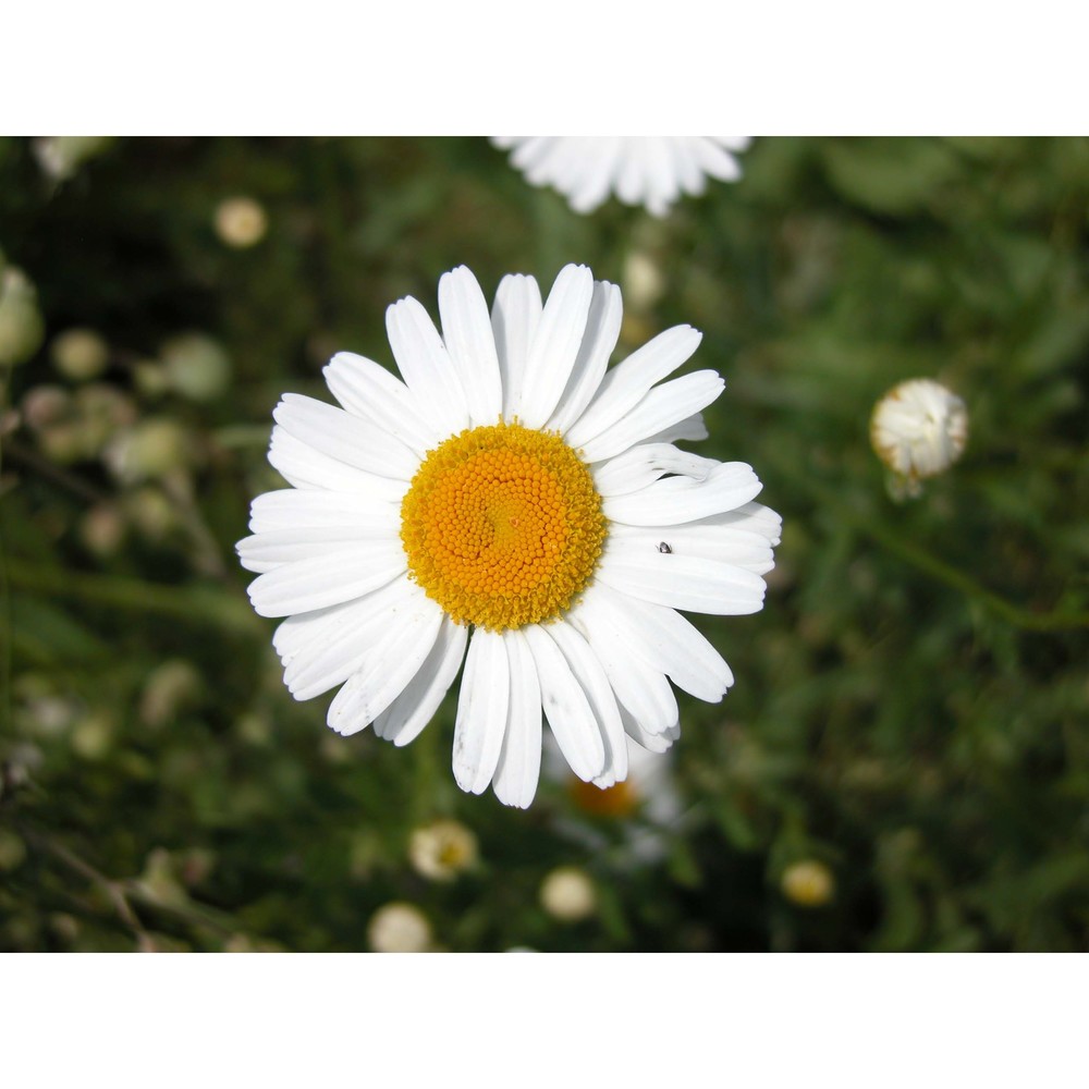 leucanthemum ircutianum dc.