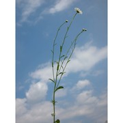leucanthemum ircutianum dc.