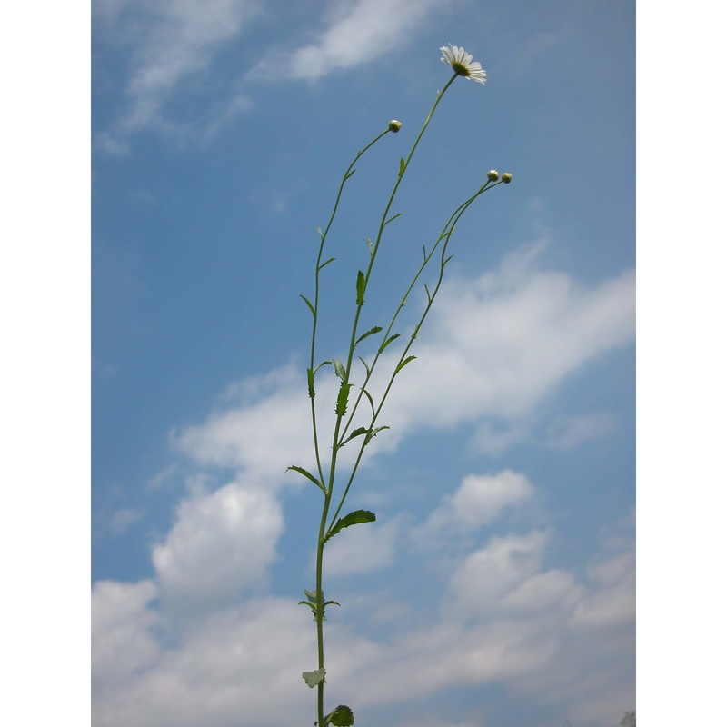 leucanthemum ircutianum dc.