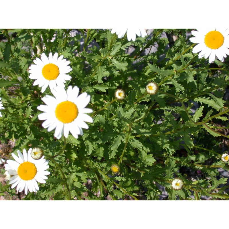 leucanthemum laciniatum huter, porta et rigo