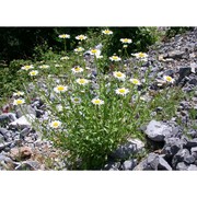 leucanthemum laciniatum huter, porta et rigo
