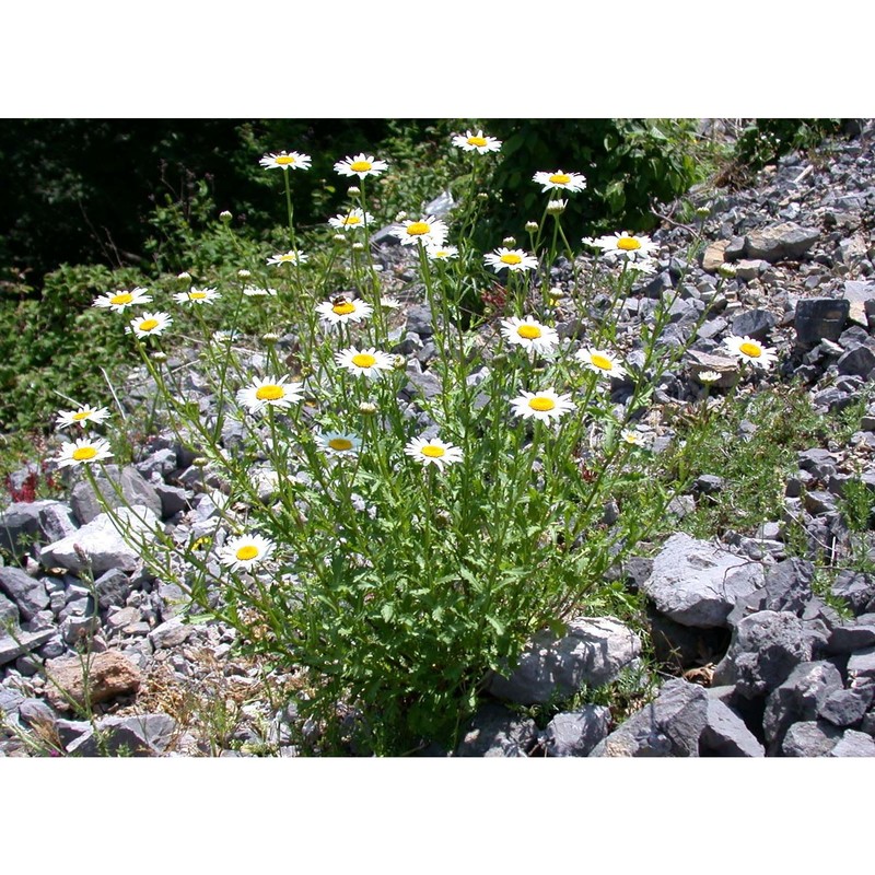 leucanthemum laciniatum huter, porta et rigo