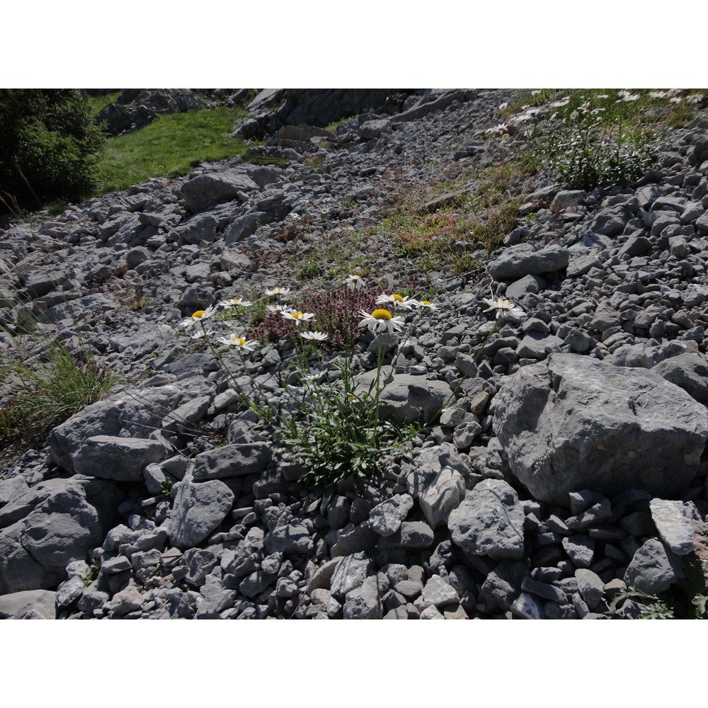 leucanthemum laciniatum huter, porta et rigo
