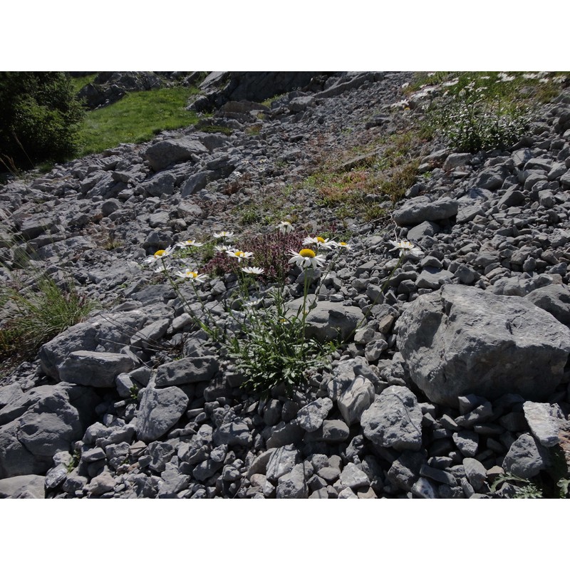 leucanthemum laciniatum huter, porta et rigo