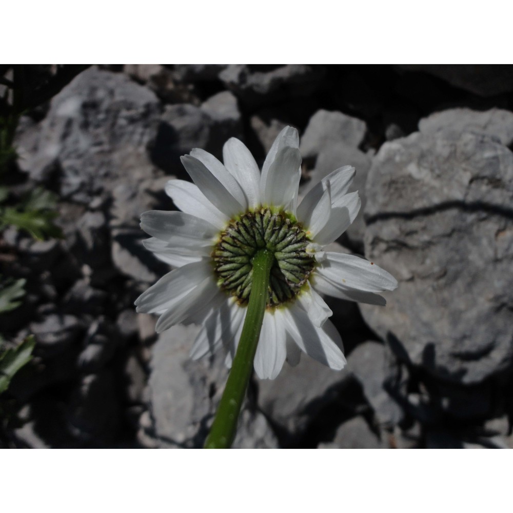 leucanthemum laciniatum huter, porta et rigo