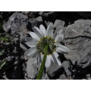 leucanthemum laciniatum huter, porta et rigo