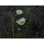 leucanthemum ligusticum marchetti, r. bernardello, melai, peruzzi