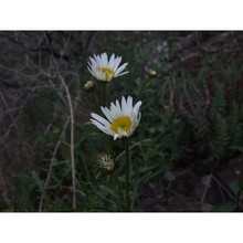 leucanthemum ligusticum marchetti, r. bernardello, melai, peruzzi