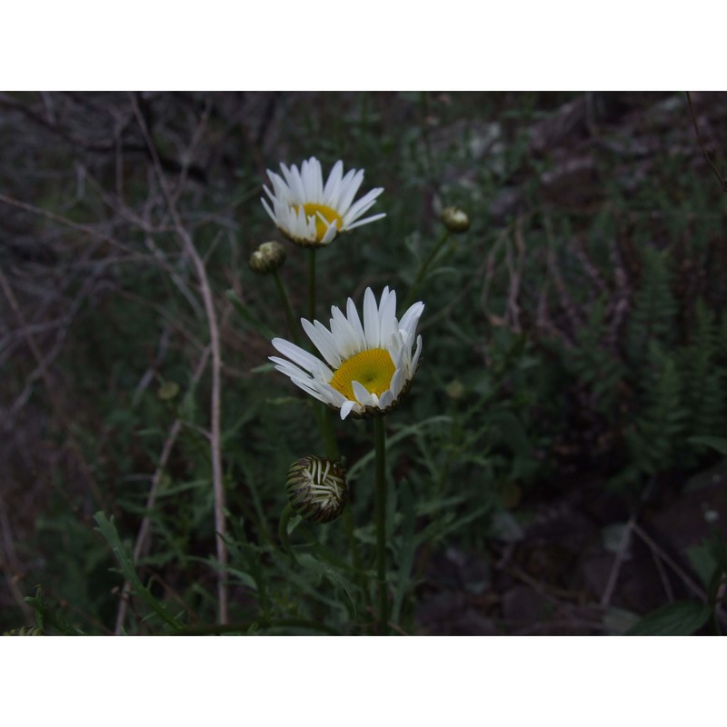 leucanthemum ligusticum marchetti, r. bernardello, melai, peruzzi