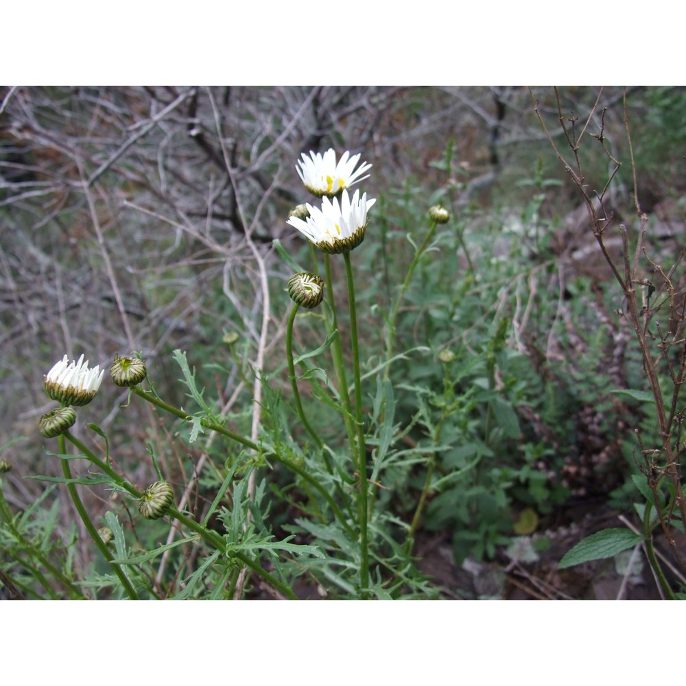 leucanthemum ligusticum marchetti, r. bernardello, melai, peruzzi