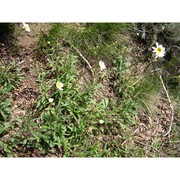 leucanthemum pachyphyllum marchi et illum.