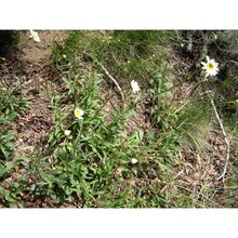 leucanthemum pachyphyllum marchi et illum.