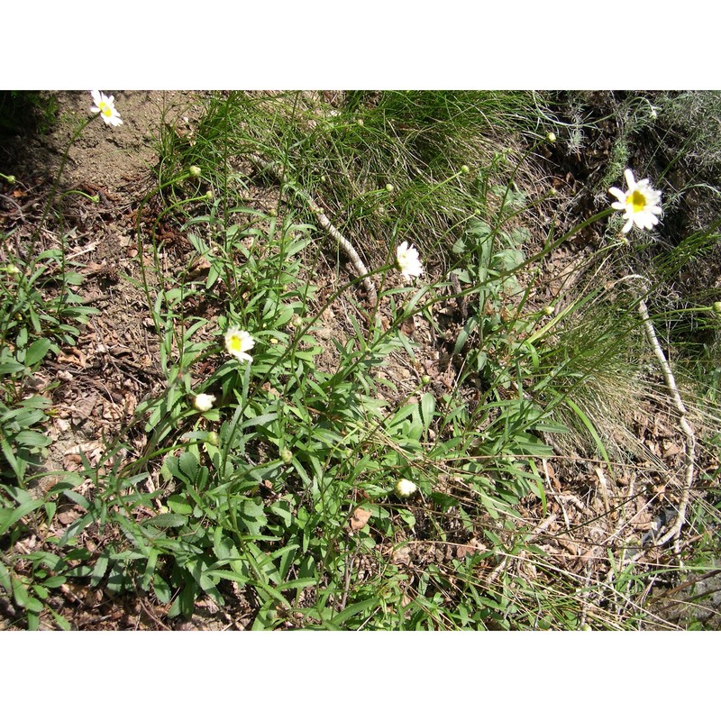 leucanthemum pachyphyllum marchi et illum.