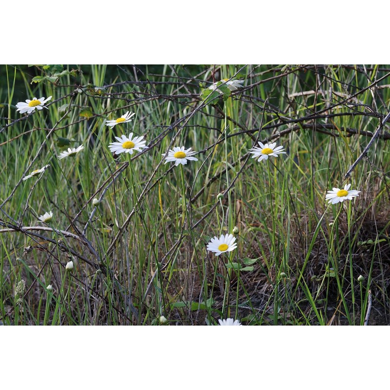 leucanthemum pachyphyllum marchi et illum.