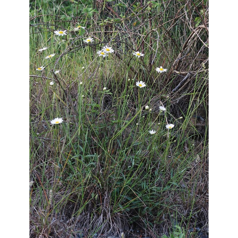 leucanthemum pachyphyllum marchi et illum.