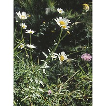 leucanthemum pallens dc.