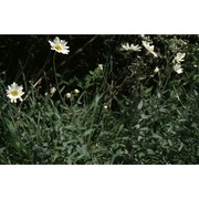 leucanthemum pallens dc.