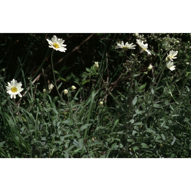 leucanthemum pallens dc.