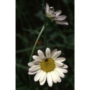 leucanthemum pallens dc.