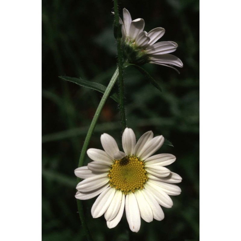 leucanthemum pallens dc.