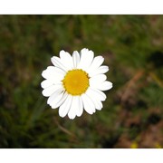 leucanthemum platylepis borbás