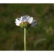 leucanthemum platylepis borbás