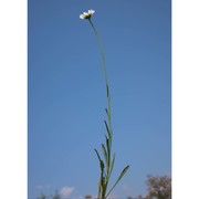 leucanthemum platylepis borbás