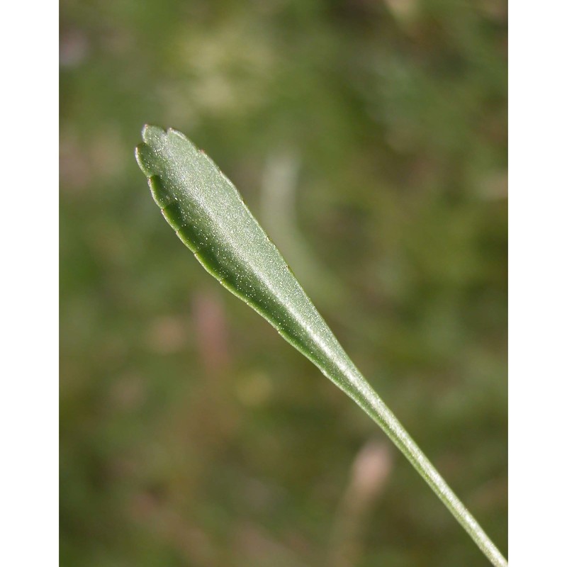 leucanthemum platylepis borbás