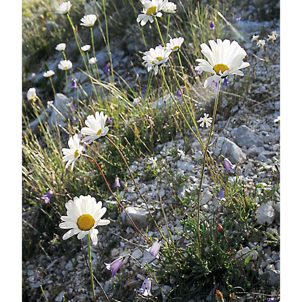 leucanthemum tridactylites (fiori) bazzich.