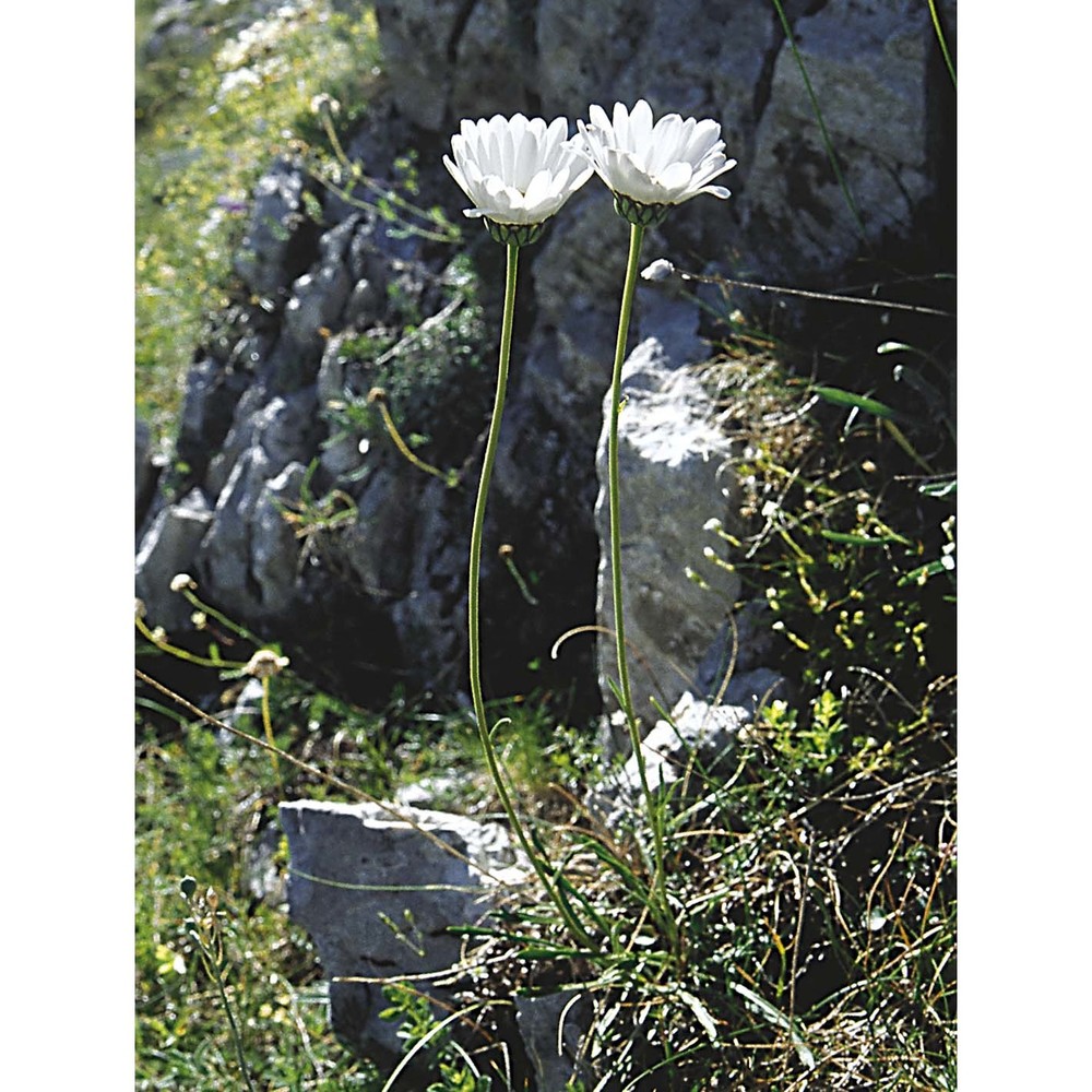 leucanthemum tridactylites (fiori) bazzich.