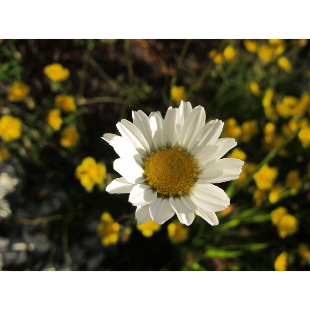 leucanthemum tridactylites (fiori) bazzich.