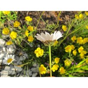 leucanthemum tridactylites (fiori) bazzich.