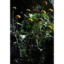 leucanthemum virgatum (desr.) clos